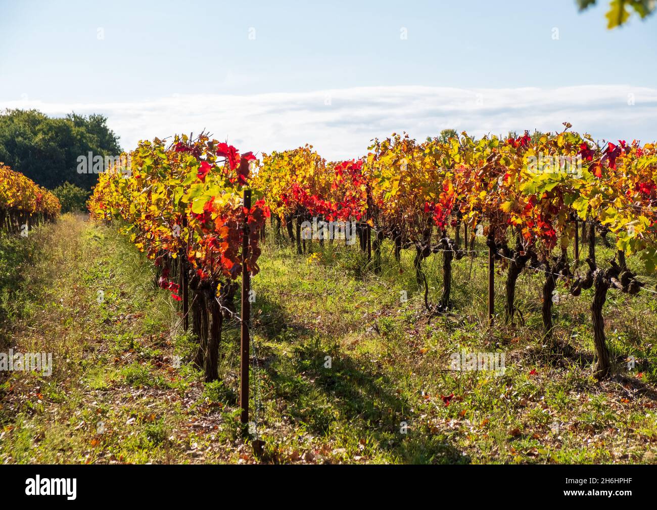 After the grape harvest the leaves turning red, autumn vines of Grignan, Cotes de Rhone, France Stock Photo