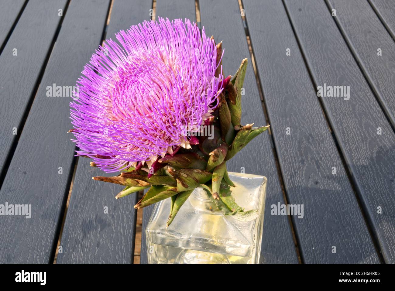 Closeup of Carduus, a genus of flowering plants in the aster family, Asteraceae. Stock Photo