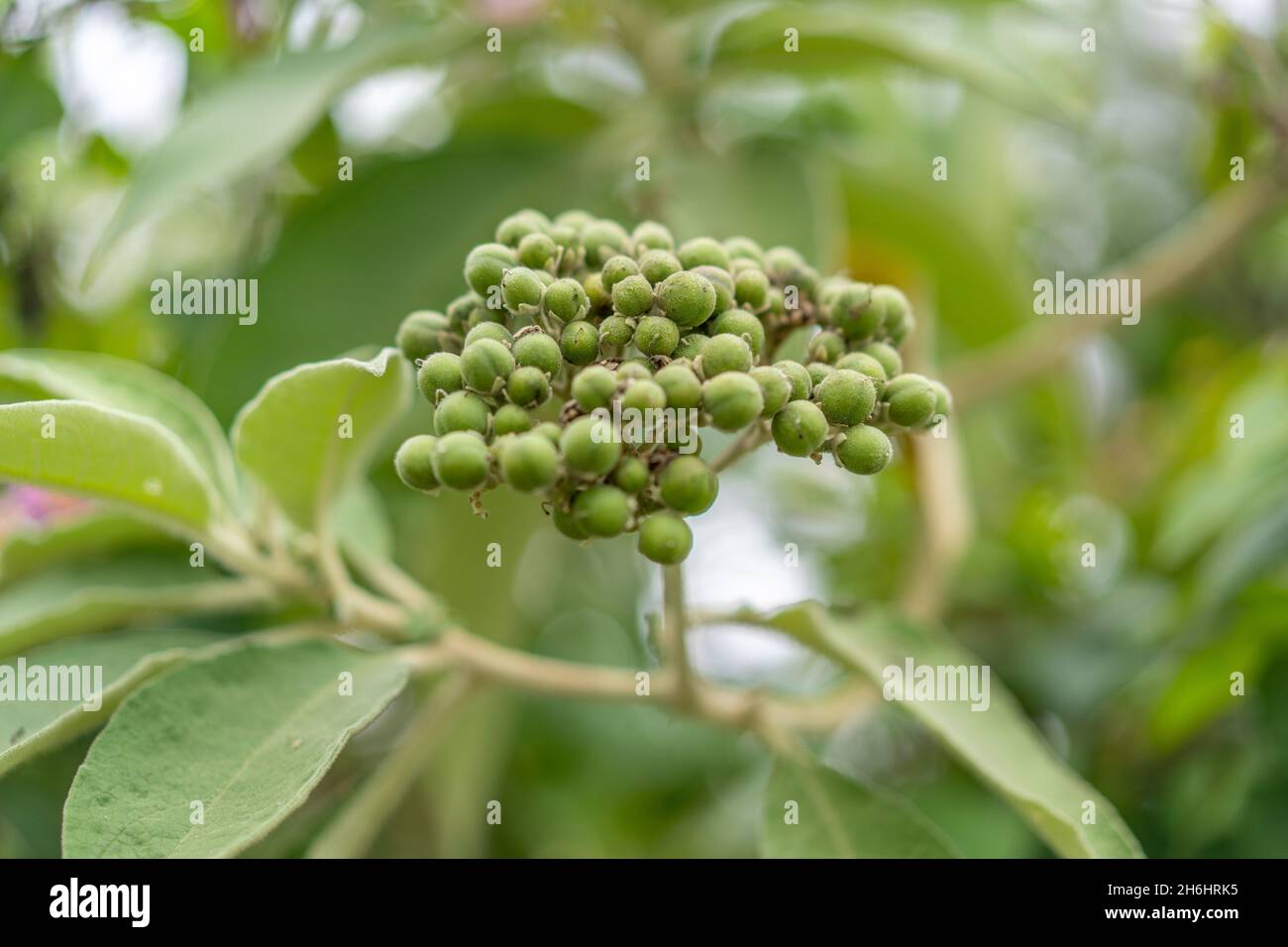 Closeup of the Solanum mauritianum. Selected focus. Stock Photo