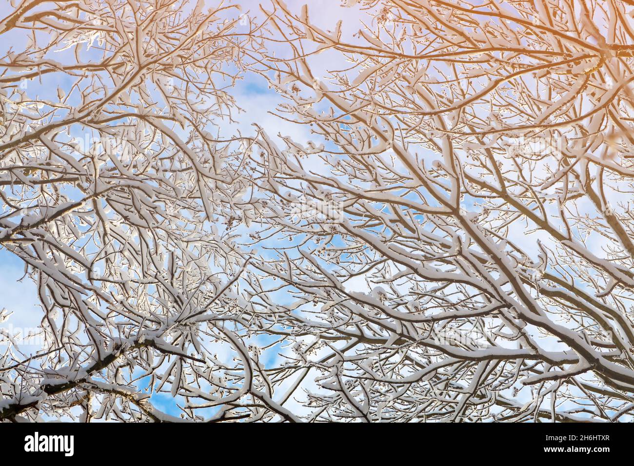 snow covered shrubs with a clear blue sky Stock Photo