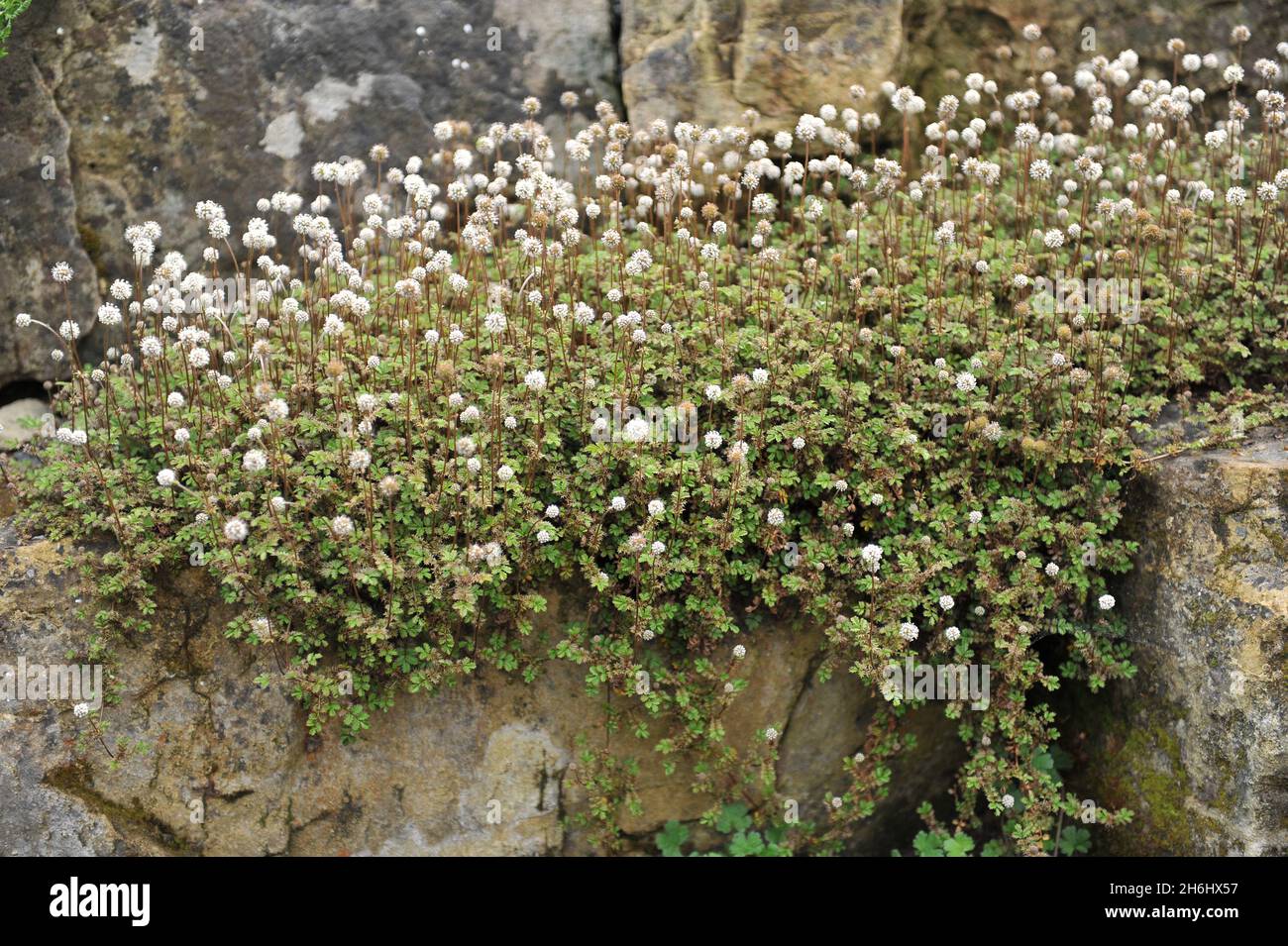 Bronze pirri-pirri bur (Acaena anserinifolia) blooms in a stone garden in May Stock Photo