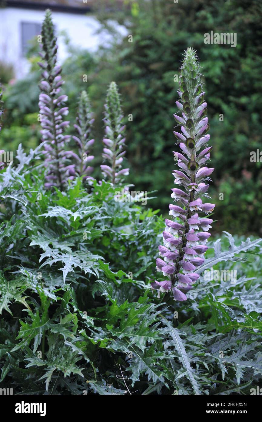 Spiny bear's breech (Acanthus spinosus) blooms in a garden in September Stock Photo