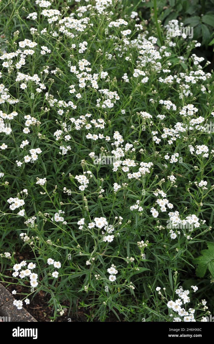 Sneezewort (Achillea ptarmica) Perry's White blooms in a garden in July Stock Photo