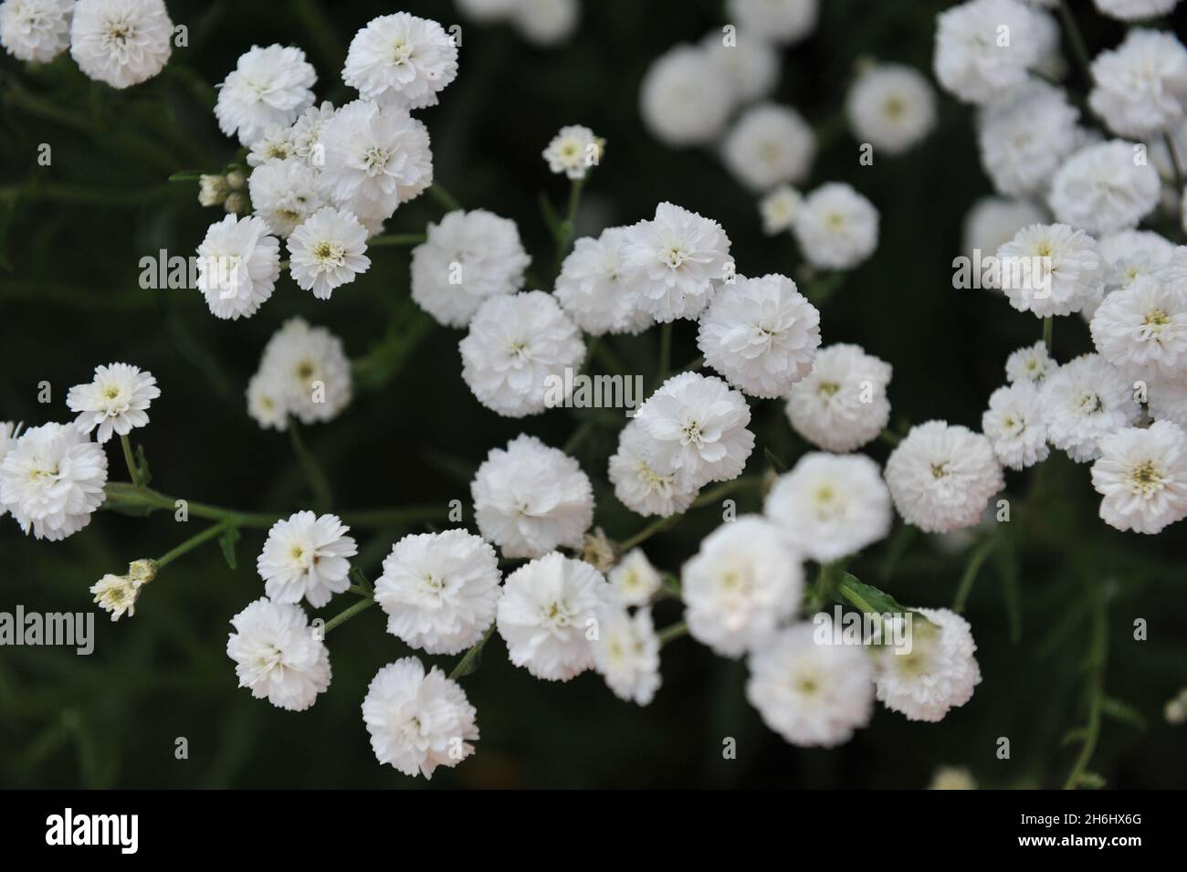Sneezewort (Achillea ptarmica) Perry's White blooms in a garden in July Stock Photo