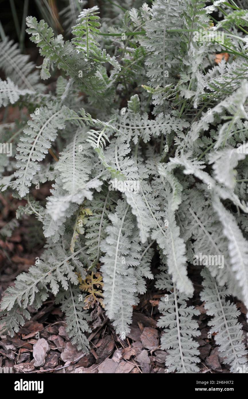 Grey-green, fern-like foliage of Achillea clypeolata Schwellenburg in a garden in September Stock Photo