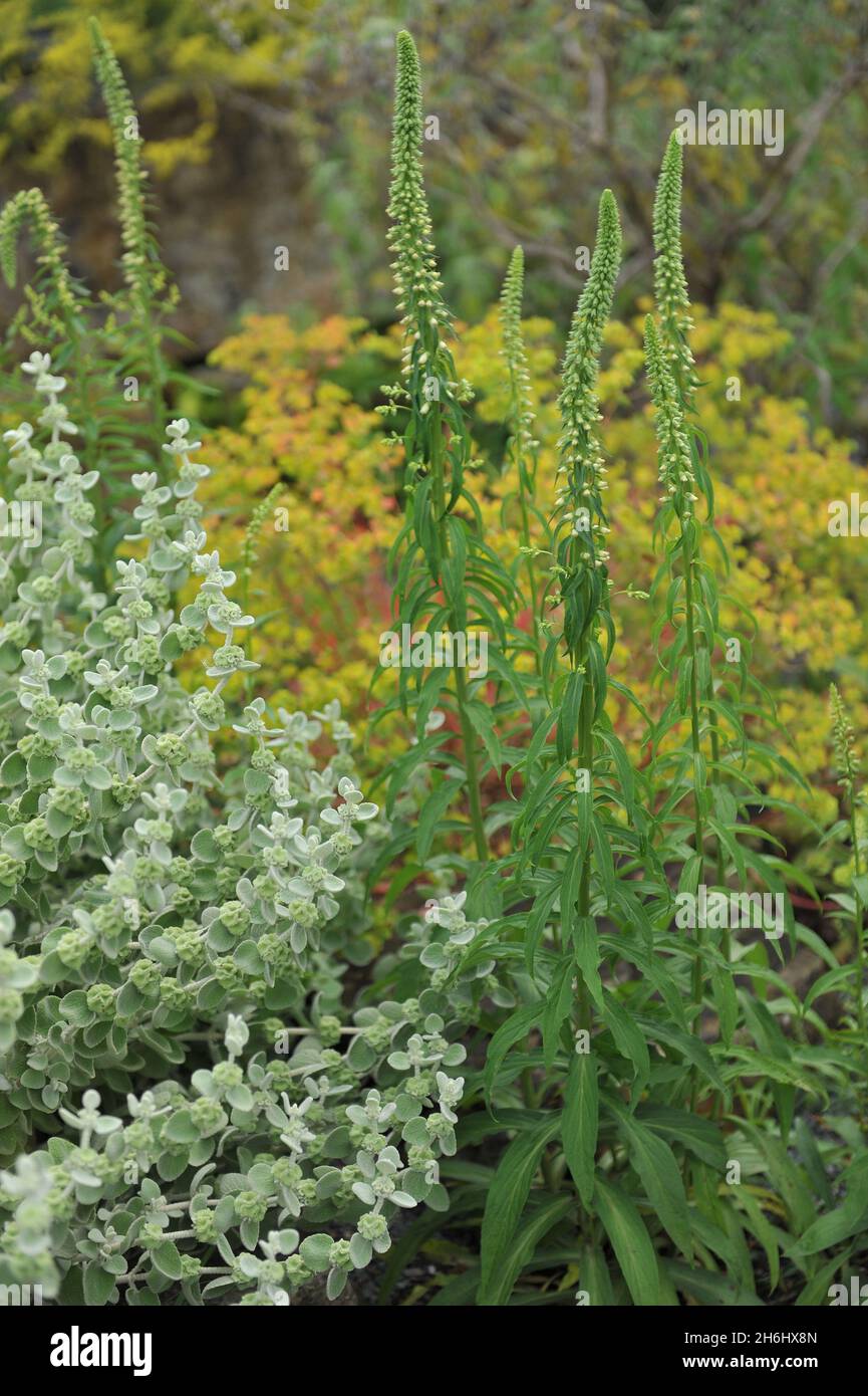 digitalis-lutea-australis-hi-res-stock-photography-and-images-alamy