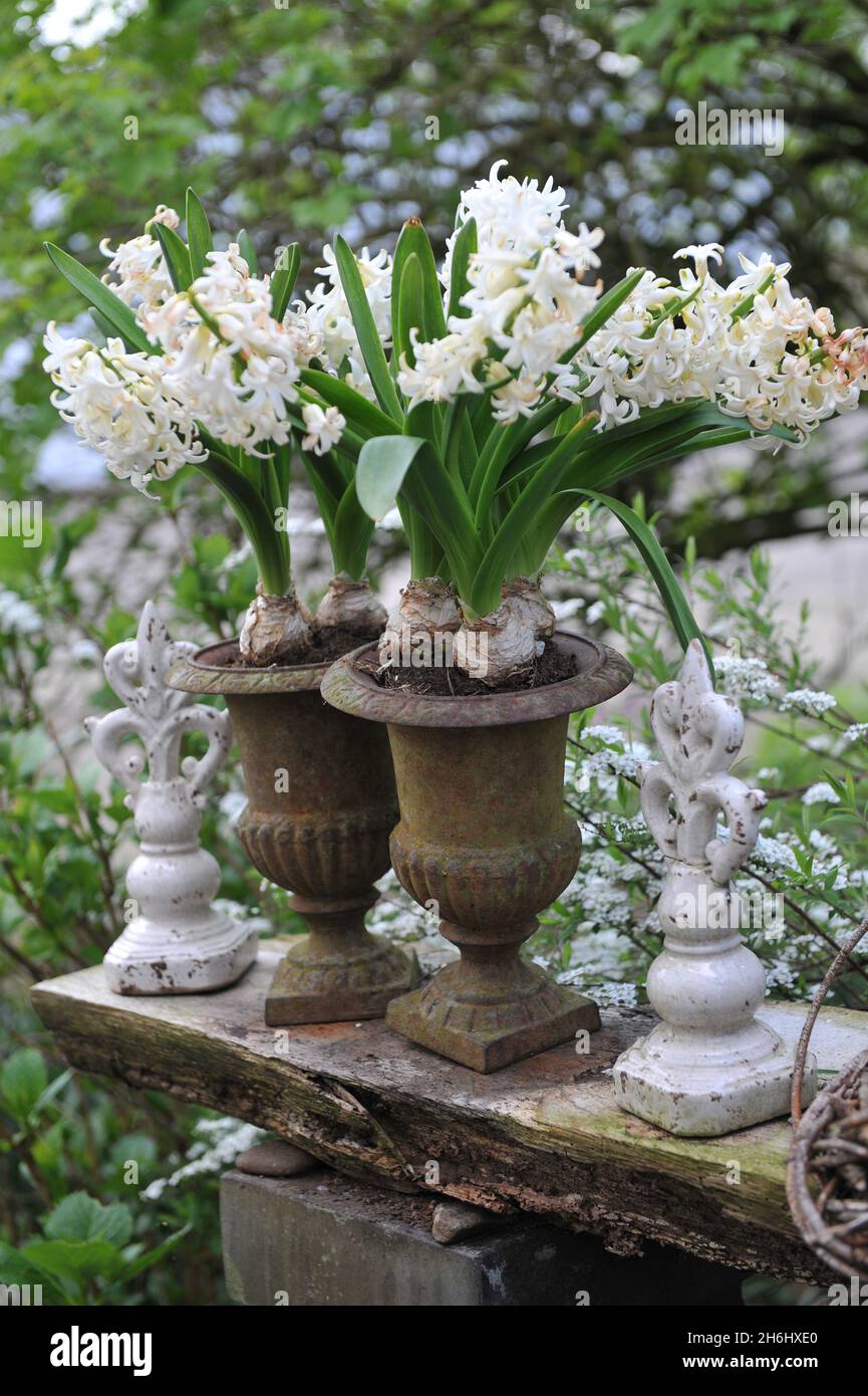 Forced white hyacinth (Hyacinthus orientalis) bulbs in rusty metallic vases in a garden in April Stock Photo