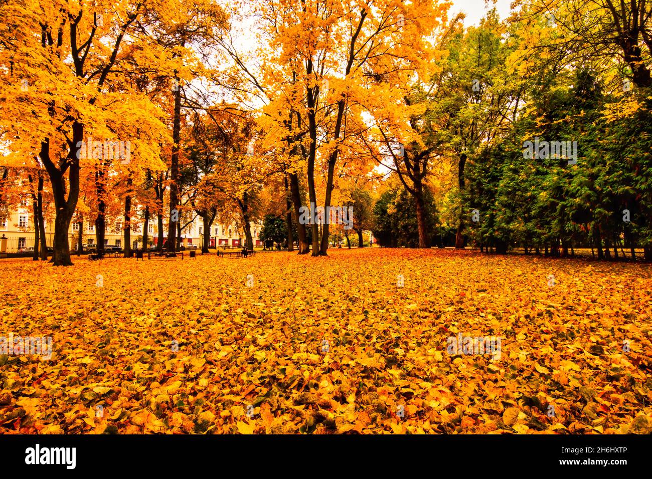 Golden autumn in a city park with trees and fallen yellow leaves on a ...
