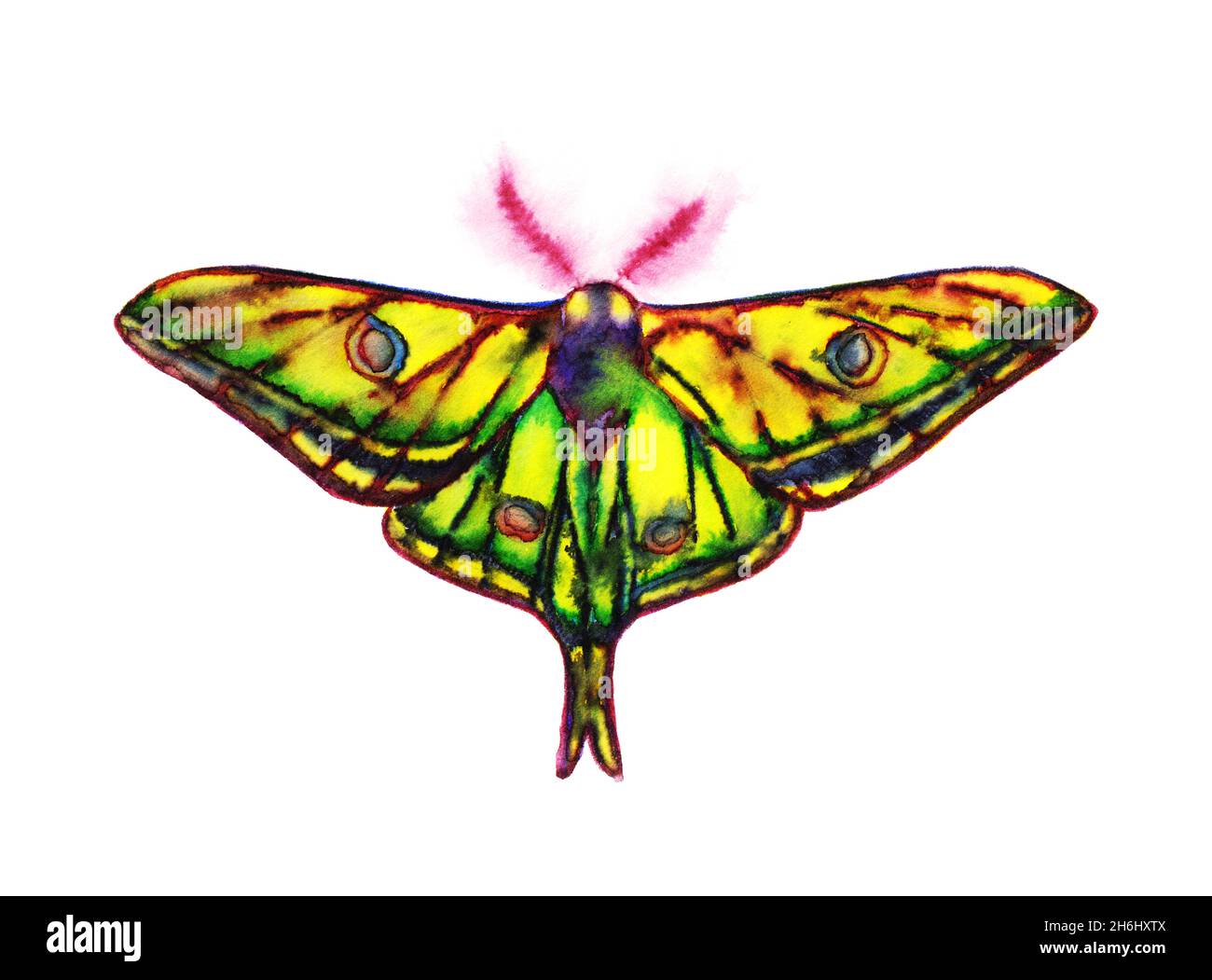 Graellsia isabellae, the Spanish moon moth in color ink on white background Stock Photo