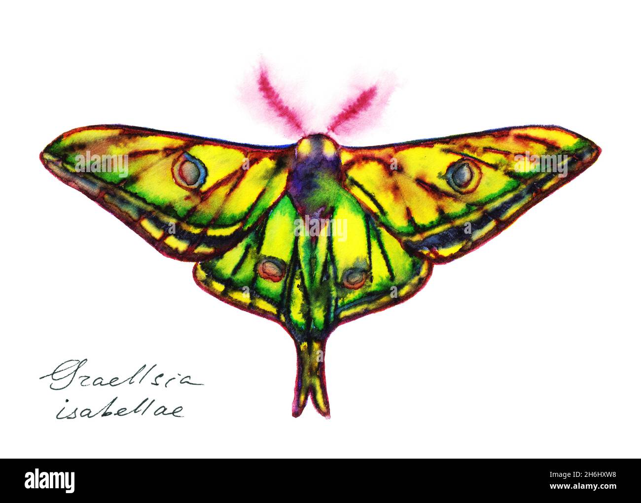 Graellsia isabellae, the Spanish moon moth in color ink on white background Stock Photo