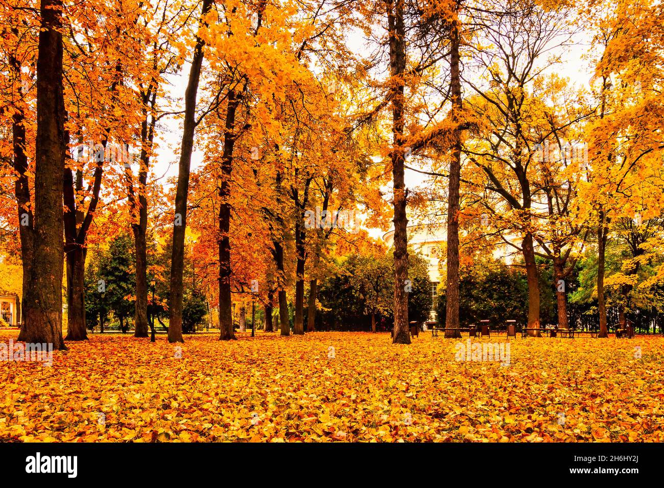 Golden autumn in a city park with trees and fallen yellow leaves on a ...