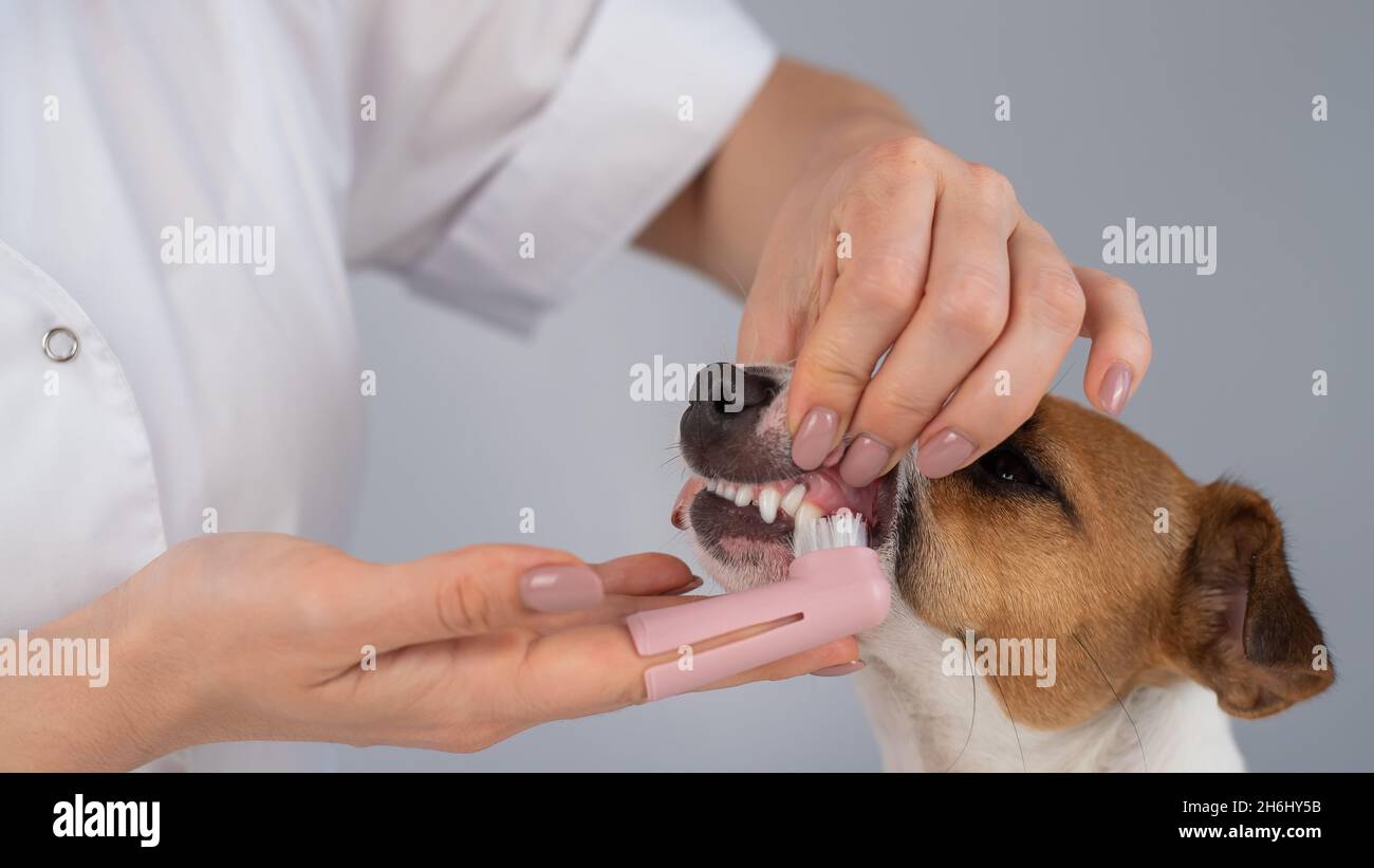 Woman veterinarian brushes the teeth of the dog jack russell terrier