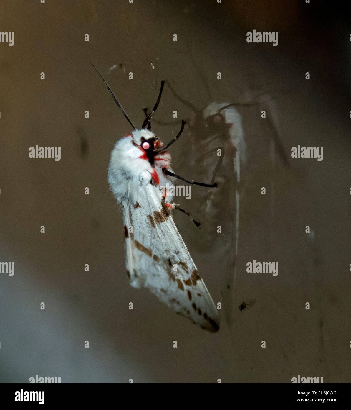Australian Light Ermine or Dark-spotted Tiger Moth (Spilosoma canescens) on window. White and furry with brown and red markings. Queensland, spring. Stock Photo