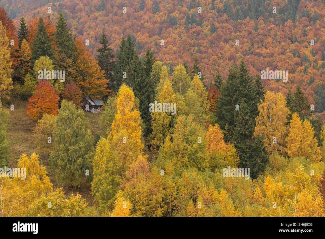 Autumn landscape of the foggy forest Stock Photo