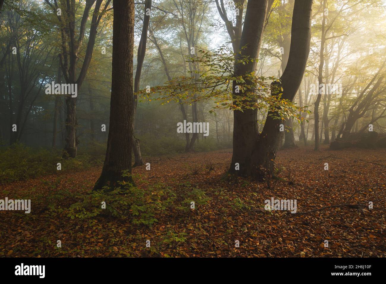 Autumn landscape of the foggy forest Stock Photo