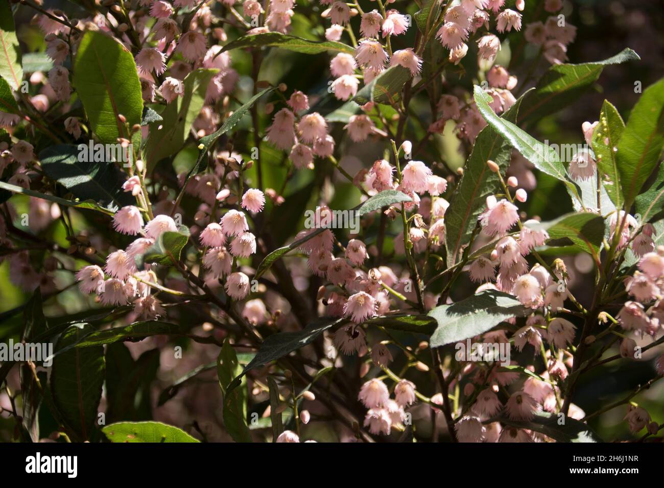 Dense pink blossom of Australian blueberry ash tree (Elaeocarpus reticulatus, ash quandong).Tiny flowers in spring in Queensland, Australia. Stock Photo