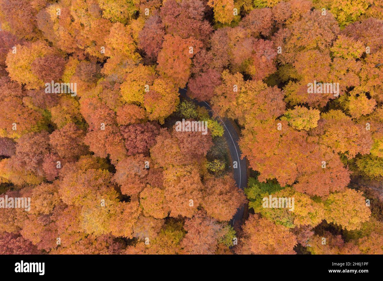 Aerial view of the mountain road in a beautiful pine and deciduous forest Stock Photo