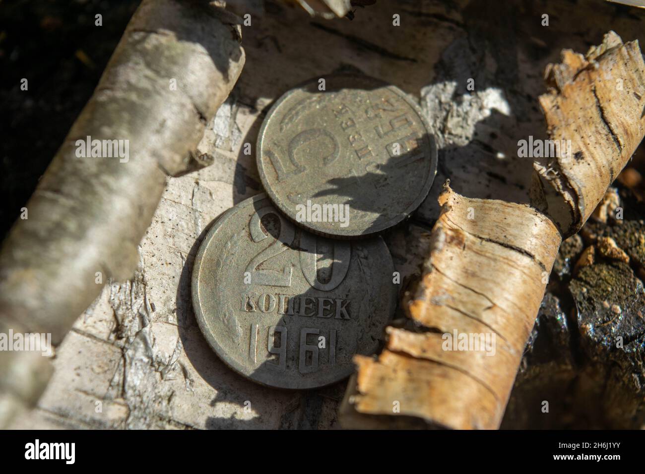 Old coins in the forest on a piece of birch bark lying on green moss Stock Photo