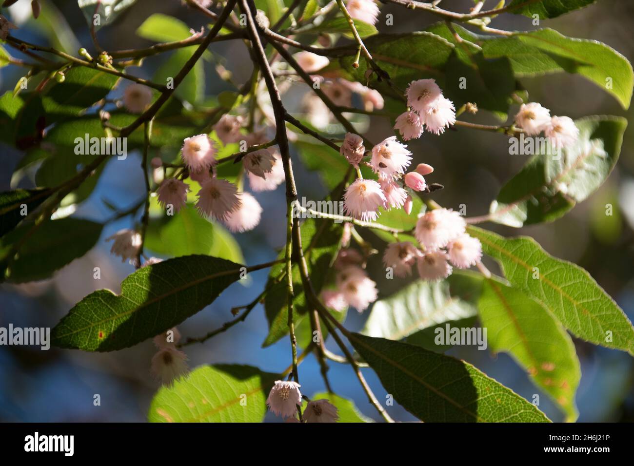 Close-up of pink blossom of Australian blueberry ash tree (Elaeocarpus reticulatus, ash quandong), tiny delicate flowers. Spring in Queensland Stock Photo