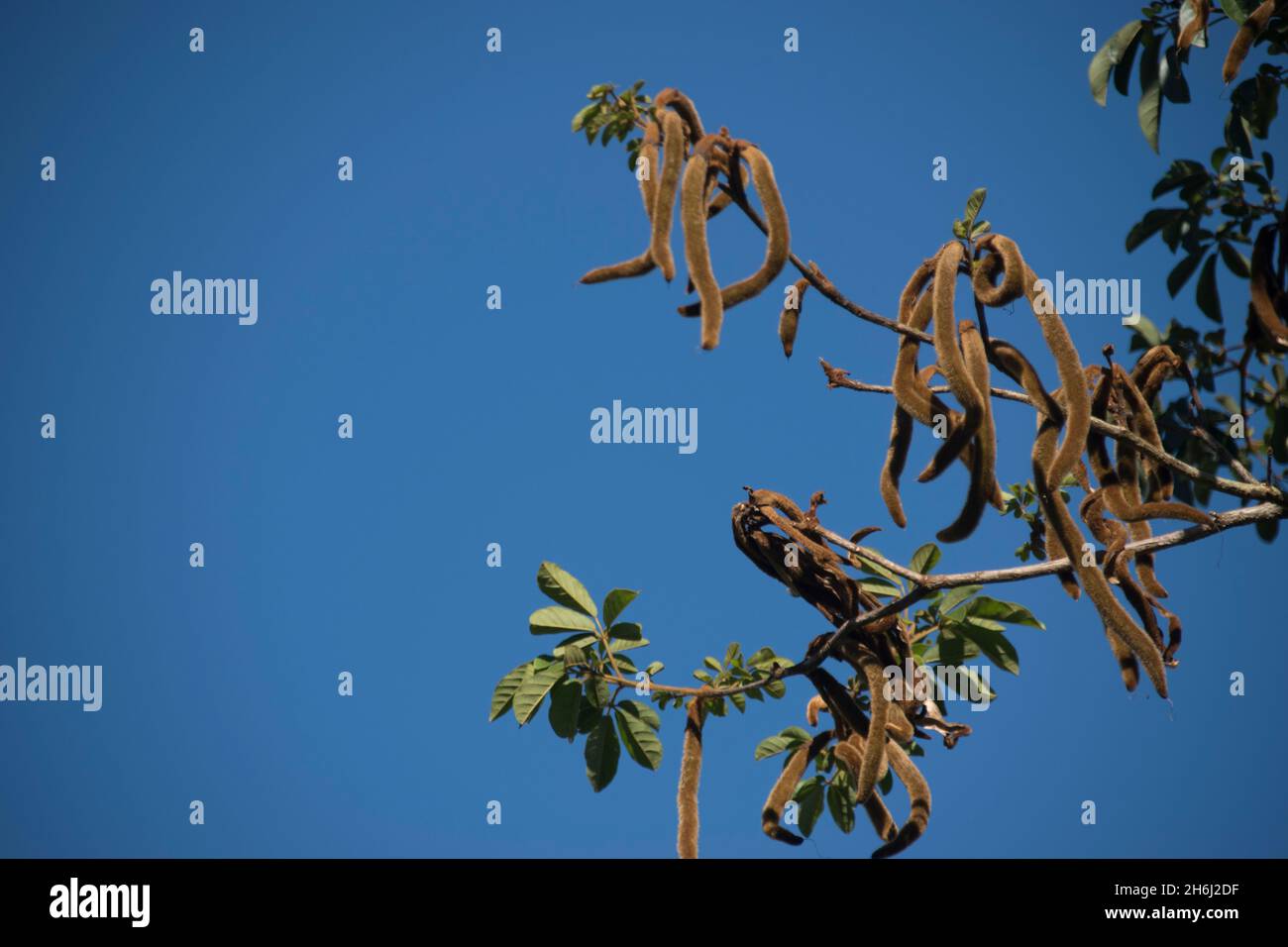 Furry seedpods of a Brazilian Golden trumpet tree, Handroanthus chrysotrichus, ( tabebuia