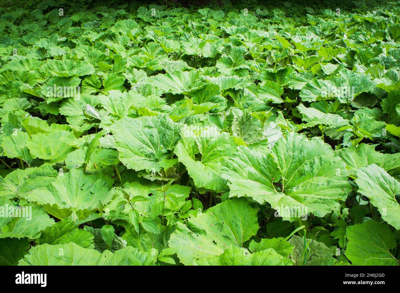 Petasites hybridus, Butterbur, Umbrella plant, Coltsfoots, bog rhubarb, Devil's hat, pestilence wort, Javornik, Olomouc Region, Czech Republic, June 2 Stock Photo