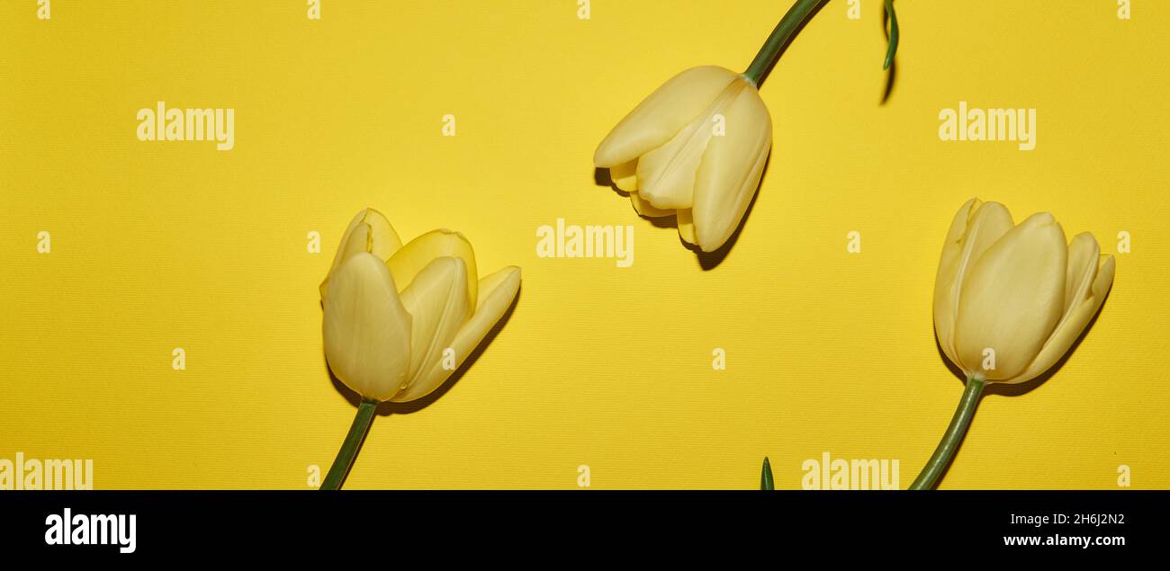 Spring floral yellow background with copy space. Flat-lay frame made of tulips blossom flowers with water drops, top view, wide composition. Womens da Stock Photo