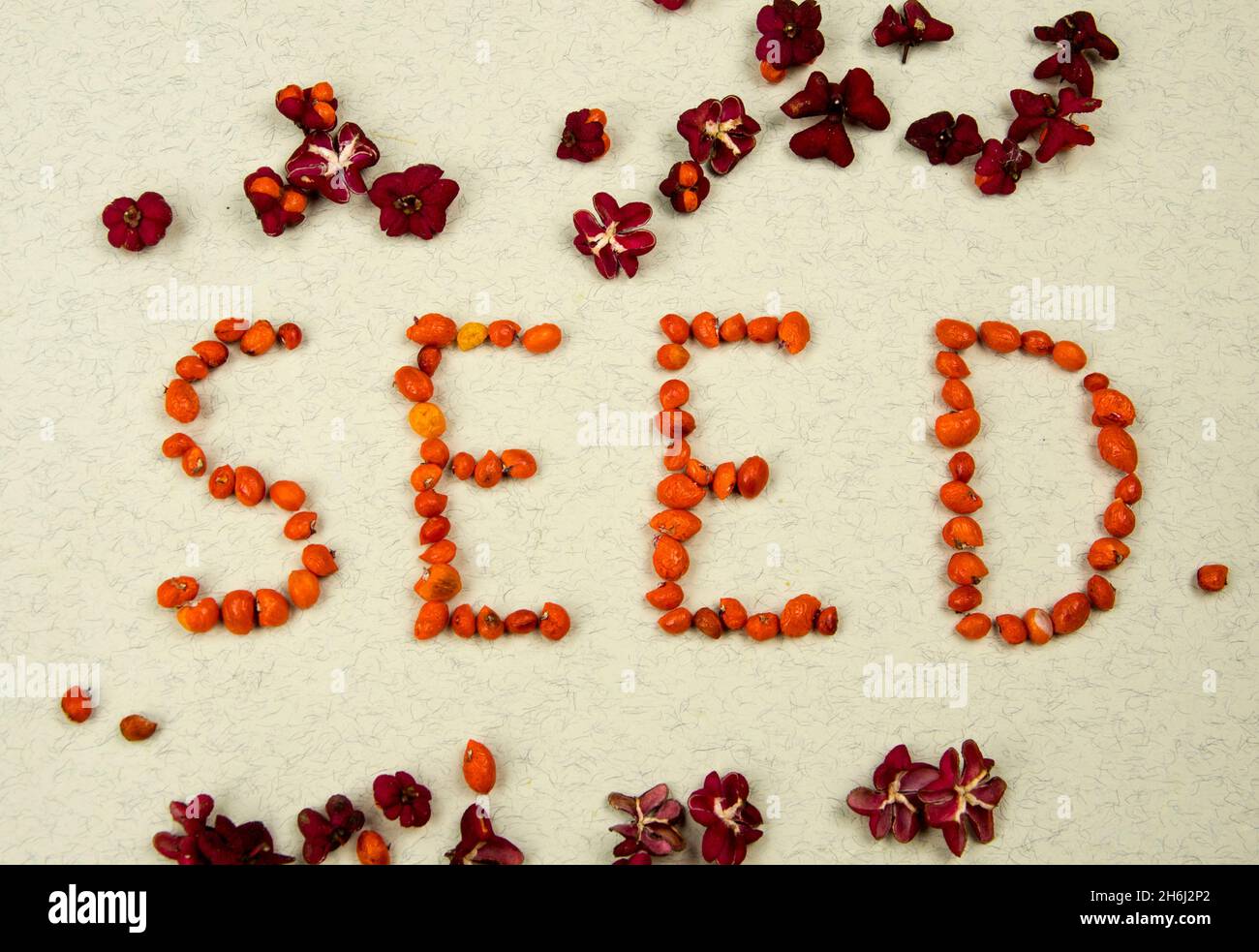 Word made by seeds of the spindle tree Stock Photo