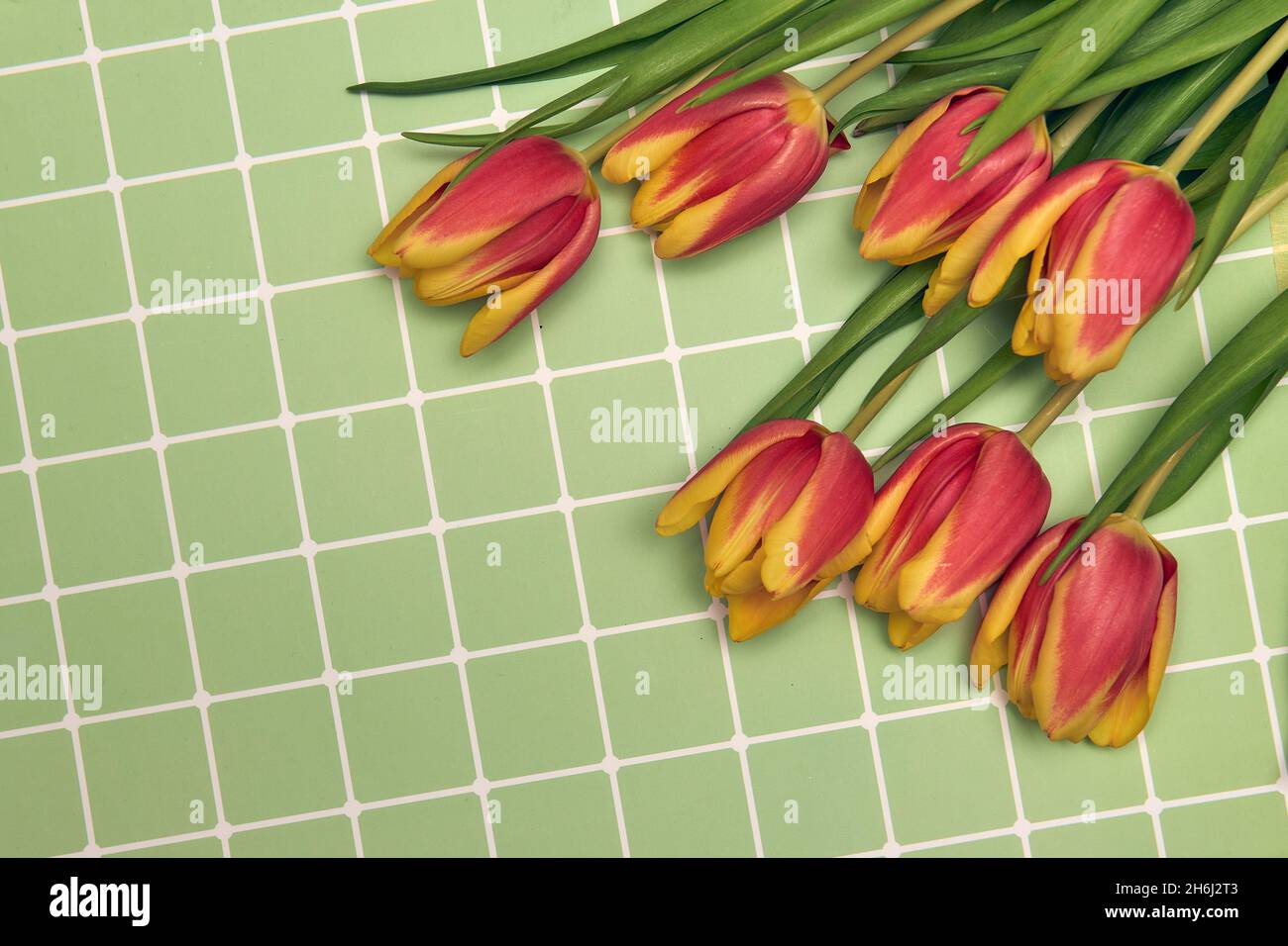 Spring floral background with copy space. Flat-lay frame made of tulips blossom flowers with water drops, top view, wide composition. Womens day, moth Stock Photo