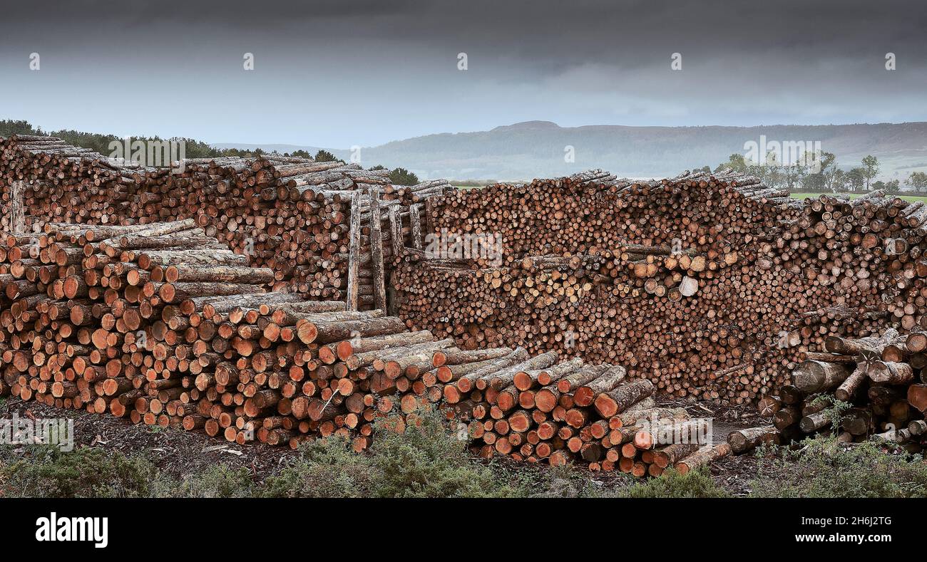 Huge logpile of stored timber and locked up Carbon Stock Photo