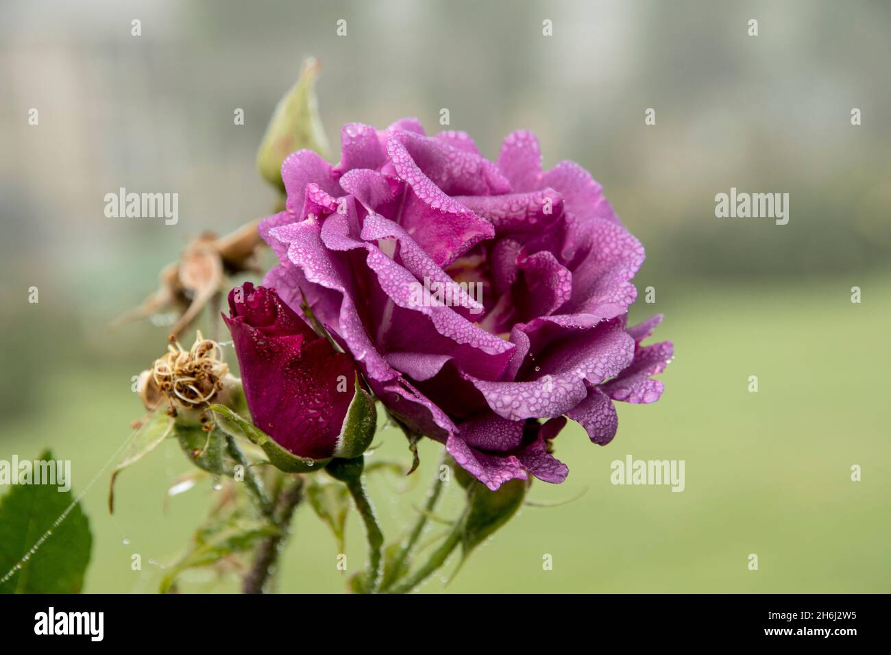 The rose Rhapsody in Blue in with dew in autumn Stock Photo