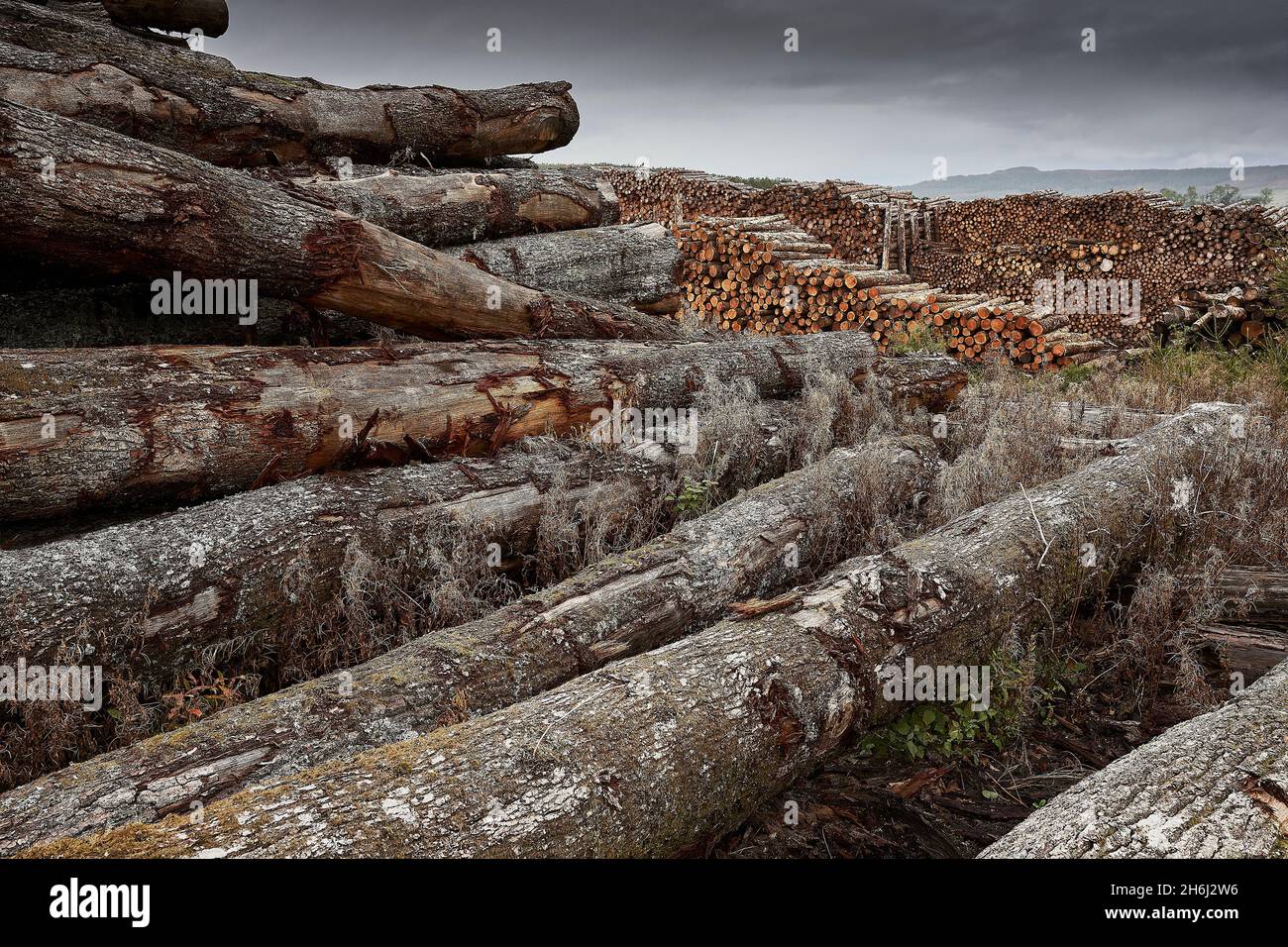 Huge logpile of stored timber and locked up Carbon Stock Photo