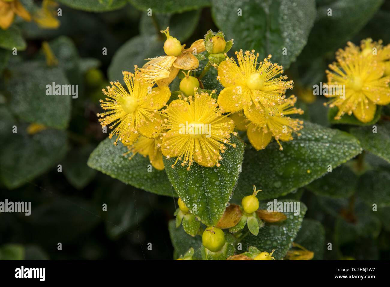 The yellow flowers of the shrub Hypericum inodorum MAGICAL LIMELIGHT Stock Photo