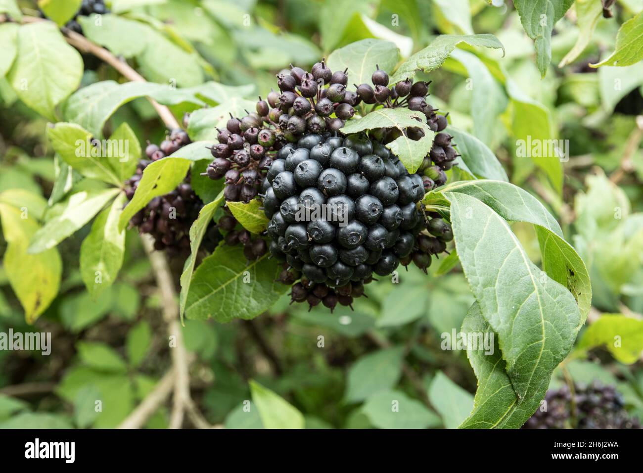 The black berries of the rare shrub Eleutherococcus henryi Stock Photo