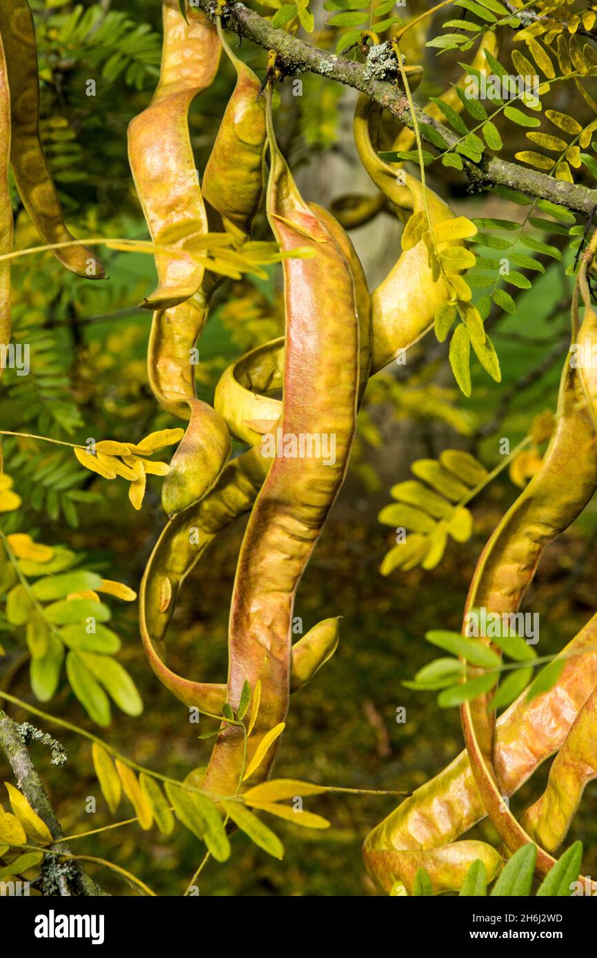 Seedpods of Gleditsia triacanthos or honey locust Stock Photo