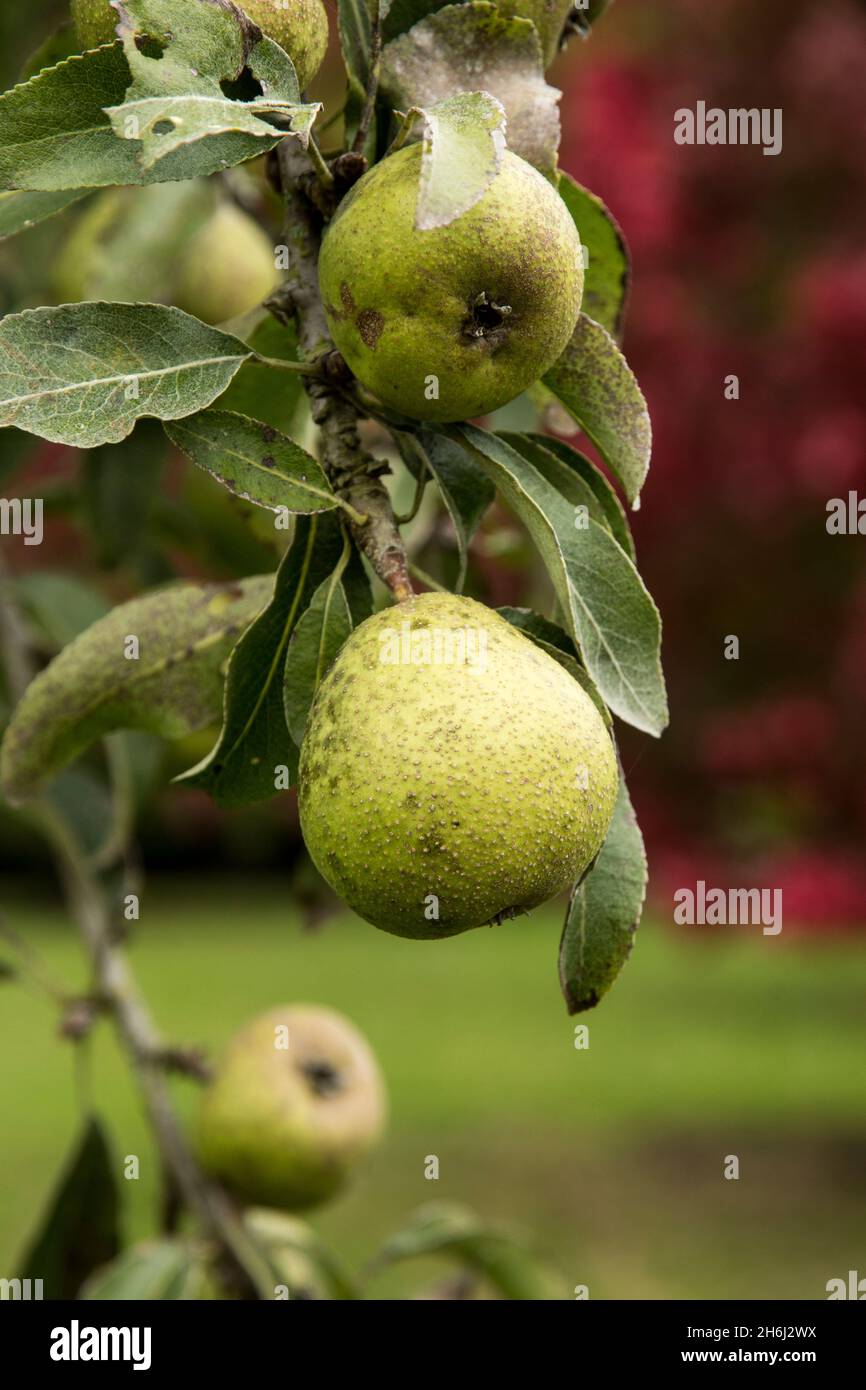 Fruits of Pyrus nivalis  or snow pear Stock Photo