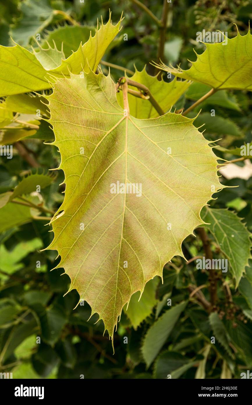 One leaf of Tilia henryana or Henry's lime Stock Photo