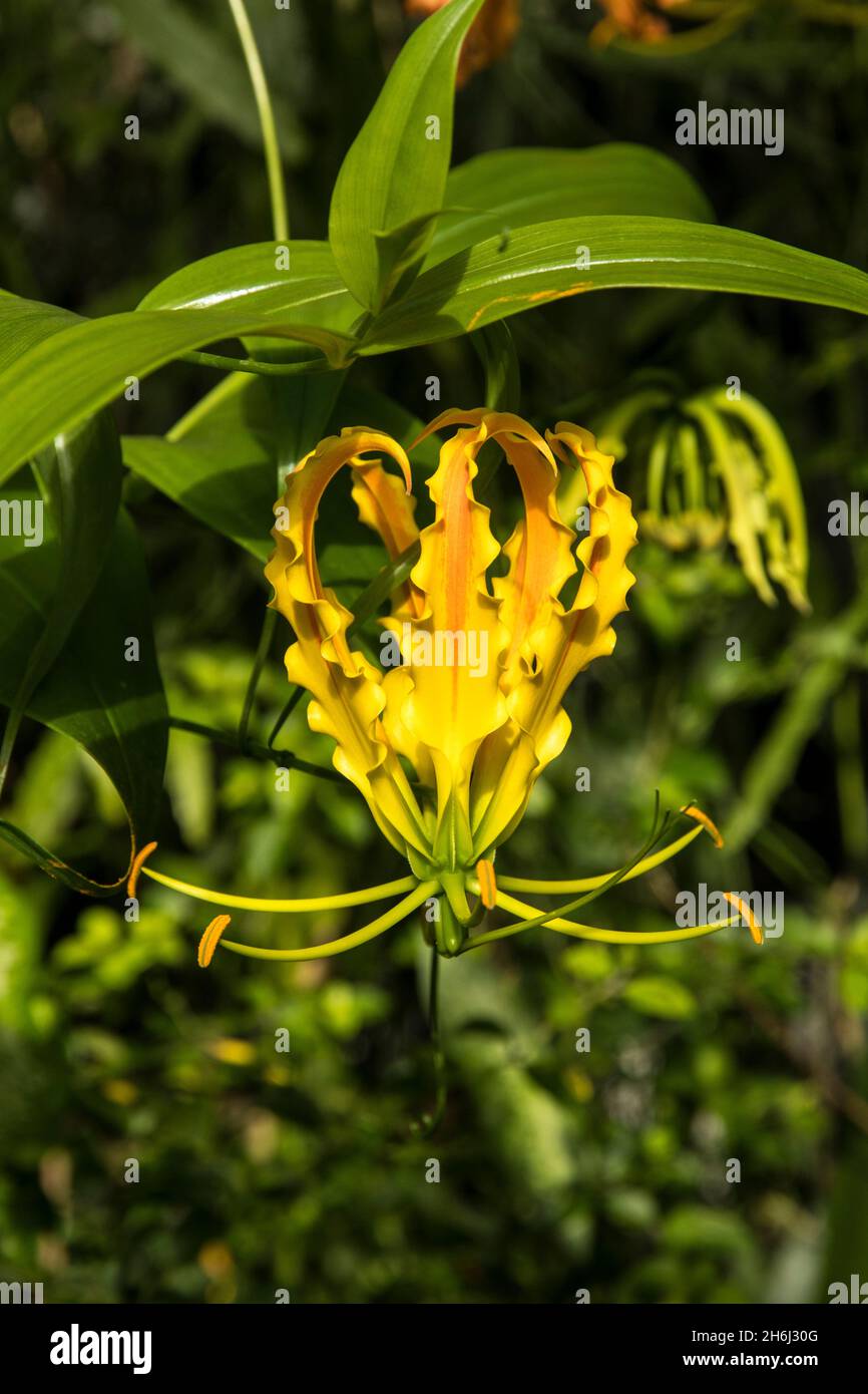 One flower of Gloriosa superba Stock Photo