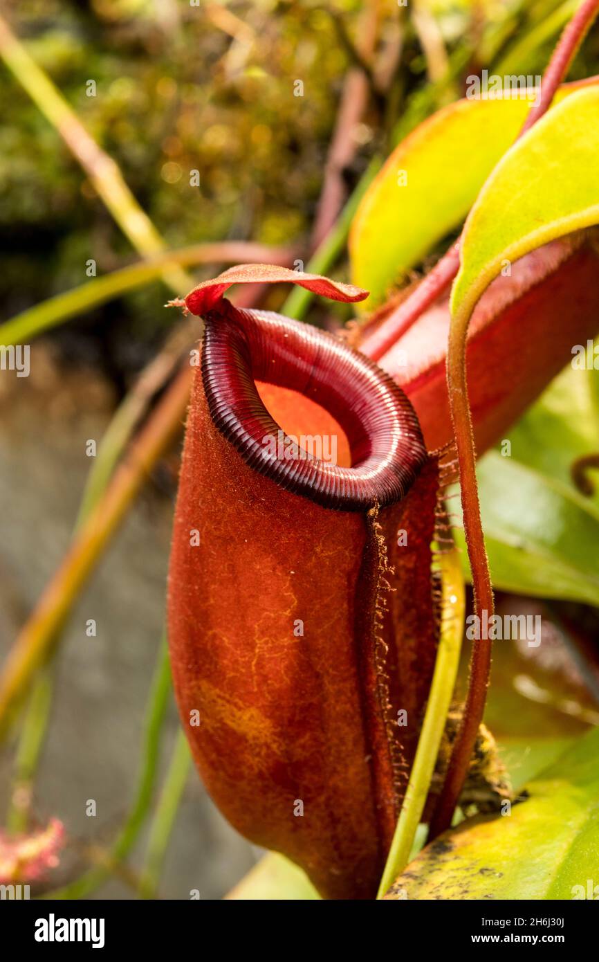 One cup of the pitcherplant Nepenthes 'Bloody Mary' Stock Photo
