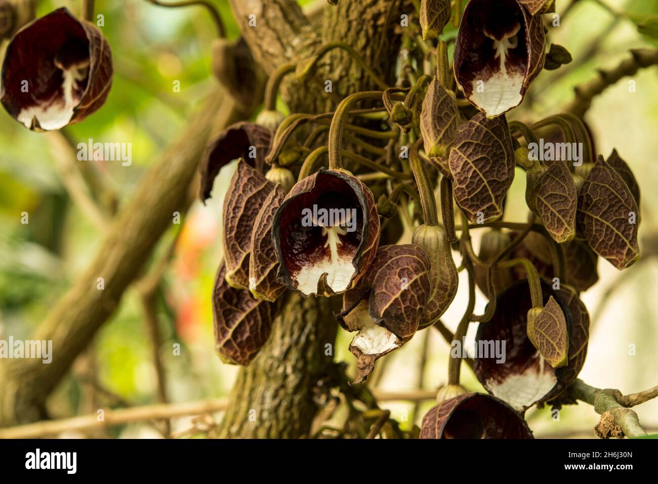 Flowers of the tropical plant Aristolochia arborea Stock Photo