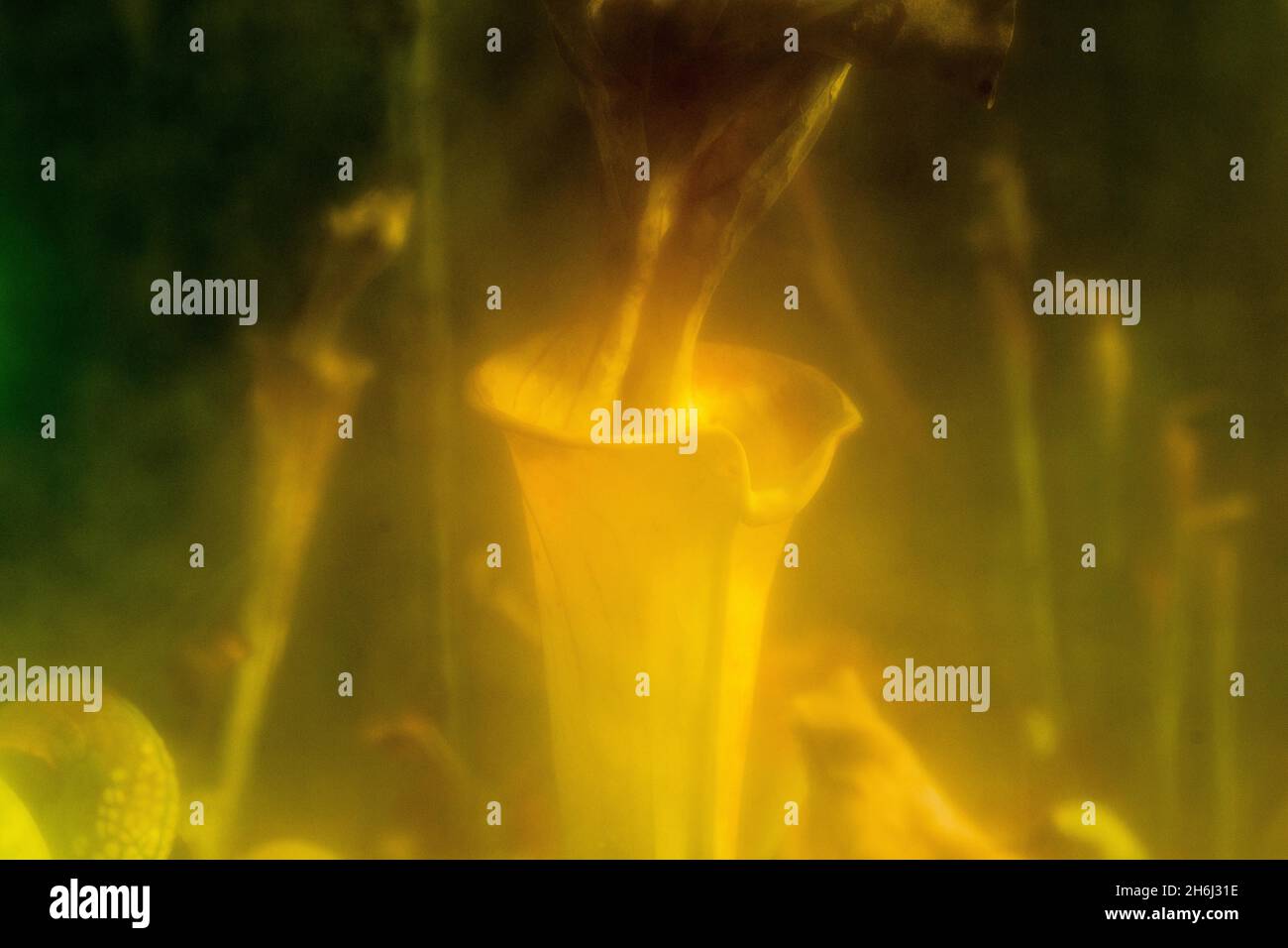 One pitcher leave of the pitcher plant behind a fogged window Stock Photo