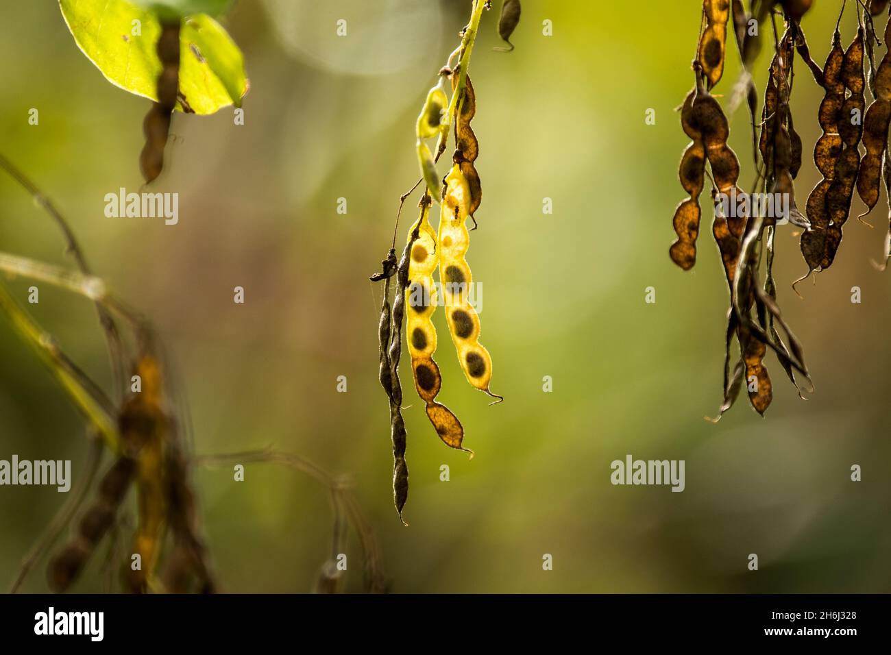 Seed pods with the visible seeds of the shrub Desmodium elegans Stock Photo