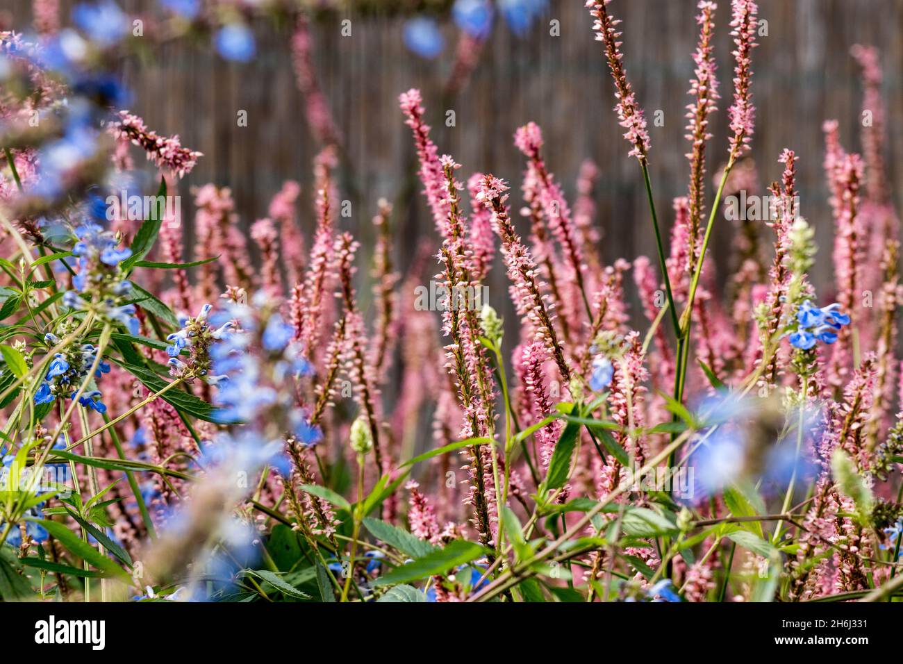 The seed heads of Echinacea Stock Photo Alamy