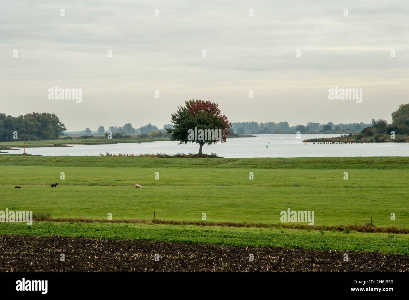 Solitary tree near the river Lek in the Netherlands Stock Photo