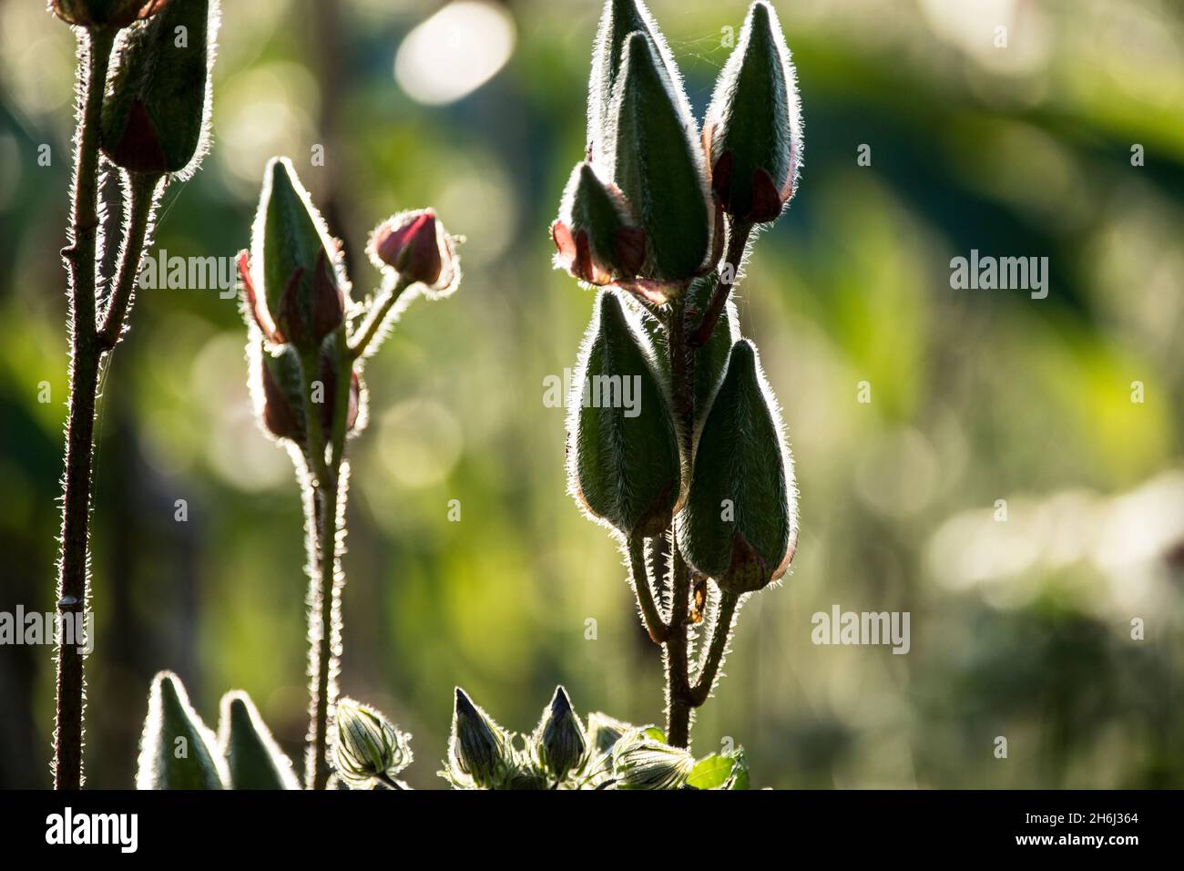 Seed pods of Abelmoschus manihot Stock Photo