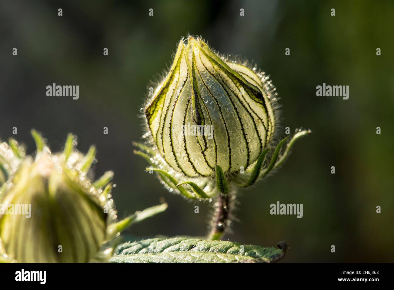 Seedpod of Hibiscus cannabinus just after flowering Stock Photo