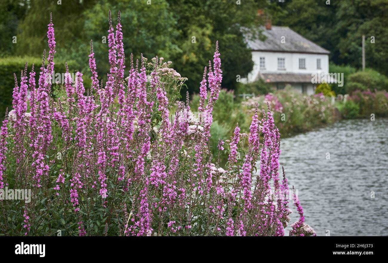 Purple Loosestrife growing by a pond in southern England Stock Photo