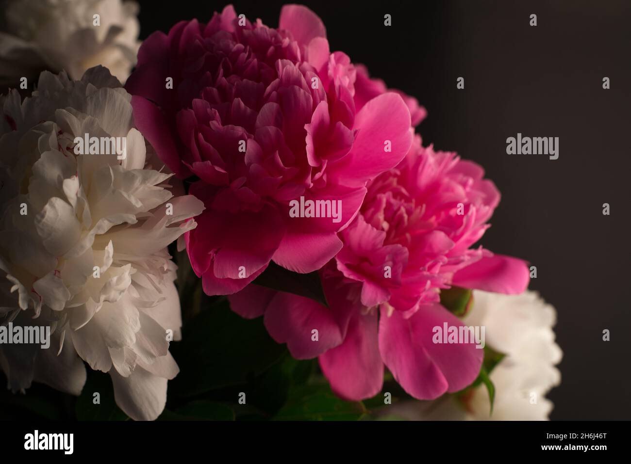 Beautiful bouquet of pink and white Peonies against a black background ...
