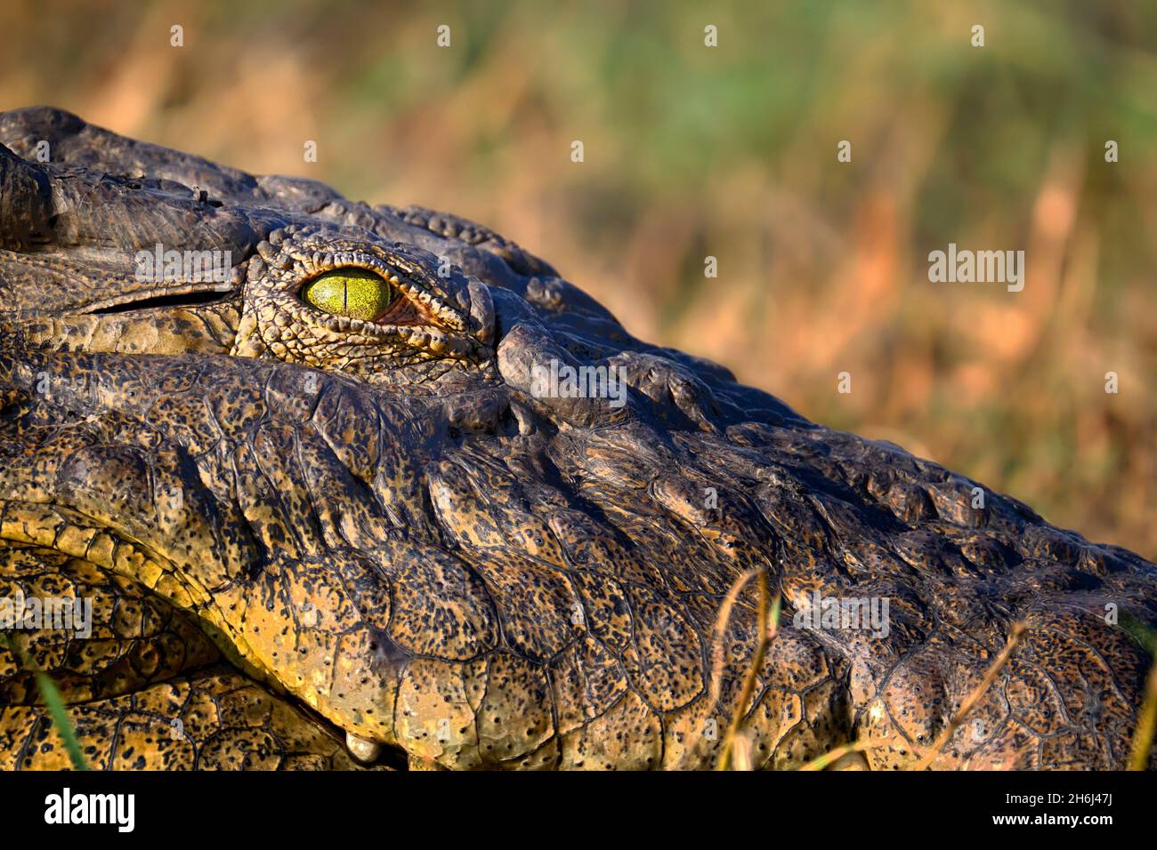 Nile crocodile (Crocodylus niloticus) closeup of the reptile's eye. Chobe National Park, Botswana, Africa Stock Photo