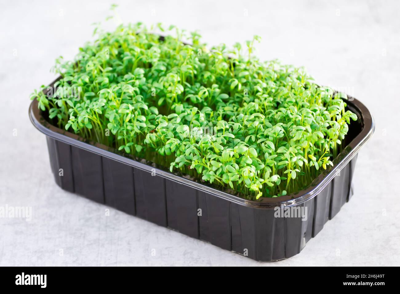 Young cress plants in a container on a grey background, microgreens as part of healthy eating concept.  Edible herb with peppery flavour and aroma Stock Photo
