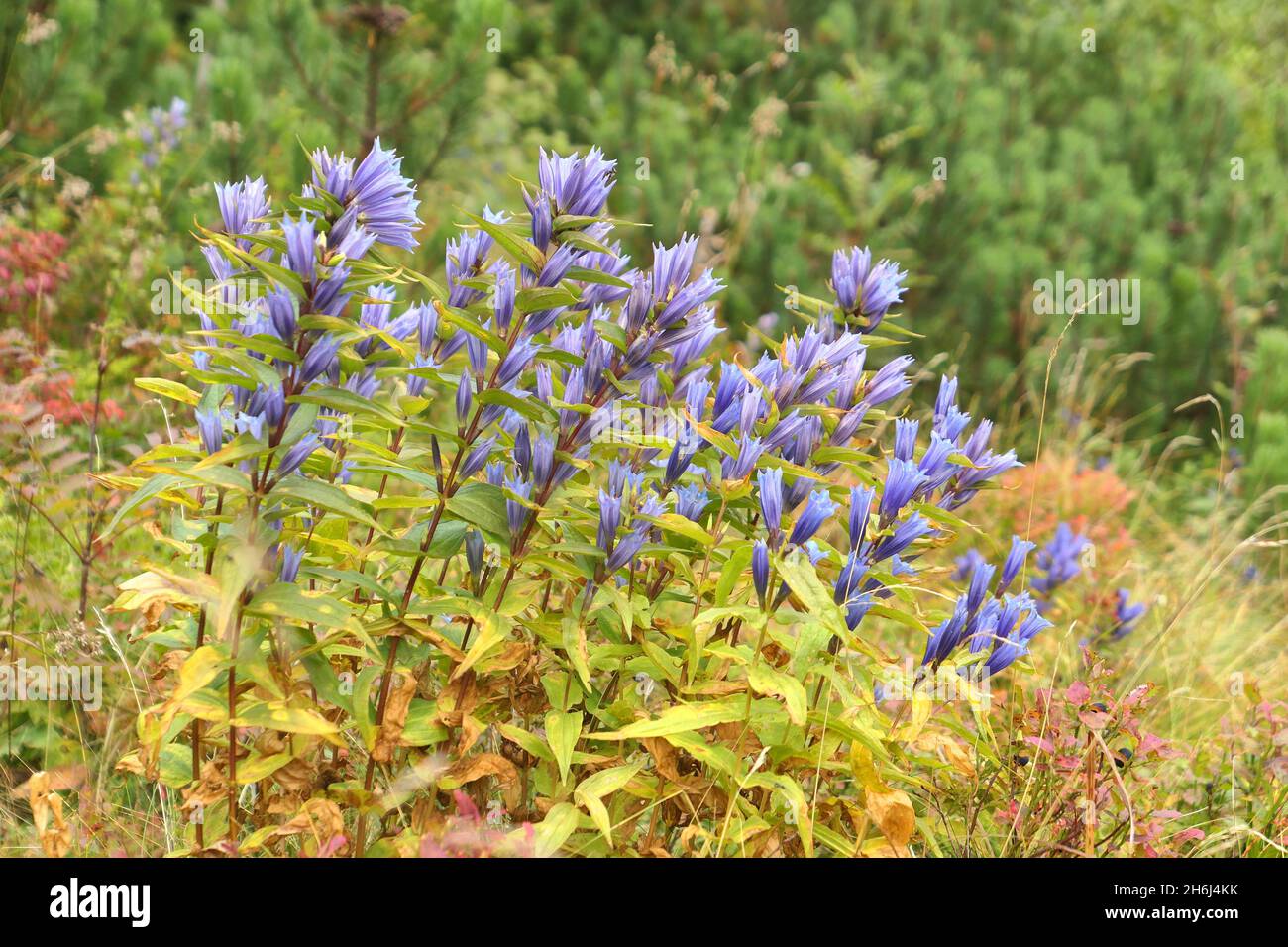 The willow gentian flowers, Gentiana asclepiadea in Tatra mountains, Poland. Stock Photo